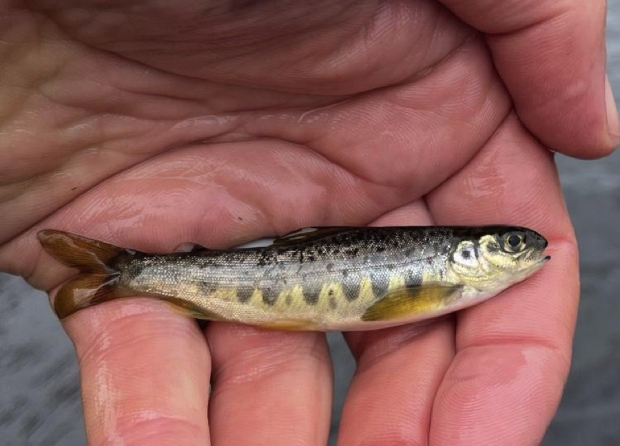 Fry de salmón silvestre.jpg